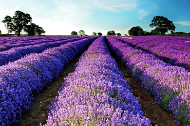YouWall Purple Flower Field Wallpapers Wallpaper,wallpapers ...