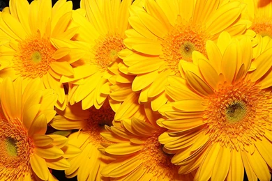 Flower Wallpapers Yellow Flowers Wallpapers Wallpapers 32812 Yellow ...