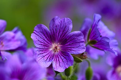 Colourful Flowers Wallpapers Download