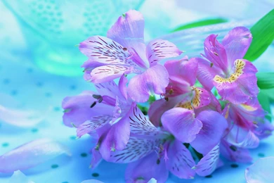 Beautiful Nature Wallpapers Flowers   Latest Wallpapers