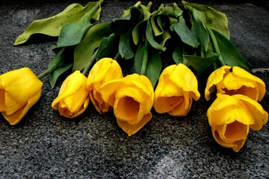 Yellow Flowers HD (High Definition) Wallpapers