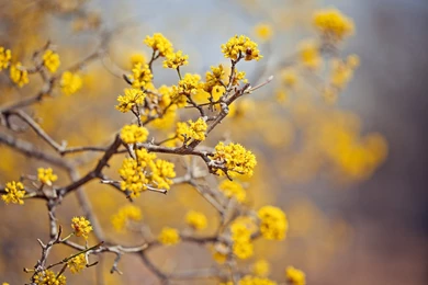 Yellow Flowers Hd Wallpapers   1404921