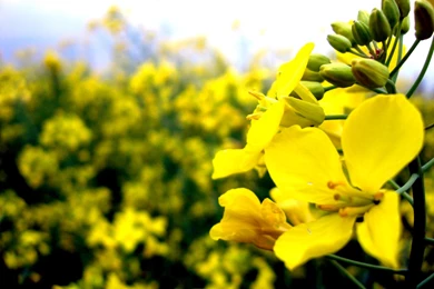 Free Screensavers And Wallpapers   KScreensavers.com