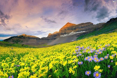 Valley Of Flowers Wallpapers   832105