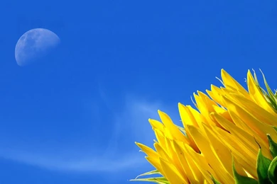 Yellow Flower Wallpapers