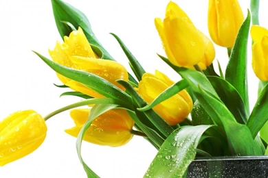 Lovely Yellow Flowers Wallpapers