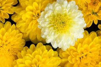 Justpict.com Beautiful Yellow Flowers Wallpapers