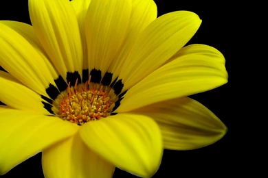 Yellow Flower