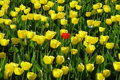 Tulips   Flower Wallpapers   Page 4   Crazy Frankenstein