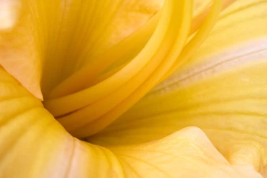 Yellow Flower Wallpapers