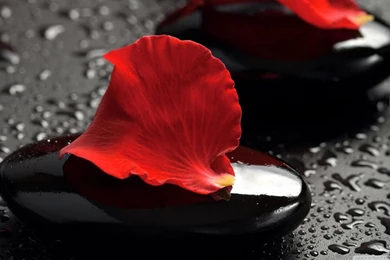 Zen Stones And Rose Petals HD Desktop Wallpapers : High Definition ...