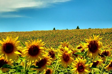 Sunflowers summer season hd free wallpapers for desktops free