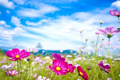 Beautiful flowers summer season hd wallpapers free