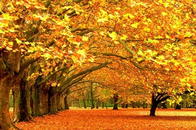 Nature Hd Wallpapers 1080p Widescreen