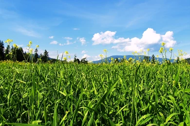 Full summer season best field scene hd wallpapers free