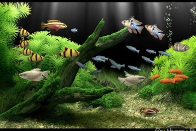 Gif Wallpapers Android Free Download