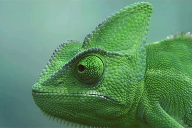 Baby Chameleon Wallpapers   Wallpaper.