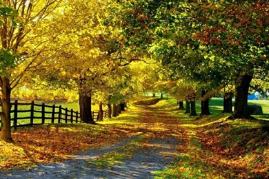 Beautiful Autumn Wall By Wapking.cc