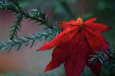 Samsung Galaxy S4 Wallpapers C89 Ipadwallpaperonline