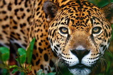 Animal Desktop Backgrounds