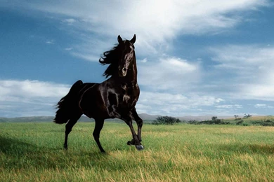 Horses Wallpapers   81233