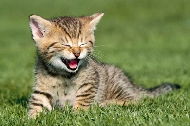 Animal Computer Wallpapers