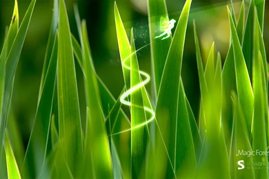 Calendar, Desktop, Nocal, Forest, Background, Smash, Wallpapers ...