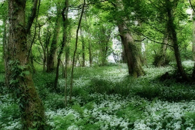 Green Forest Best Wallpapers