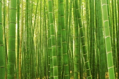 Sagano Bamboo Forest Wallpapers