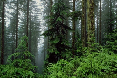 The Humid Forest 1680 X 1050 Forest Desktop Wallpapers Miriadna ...