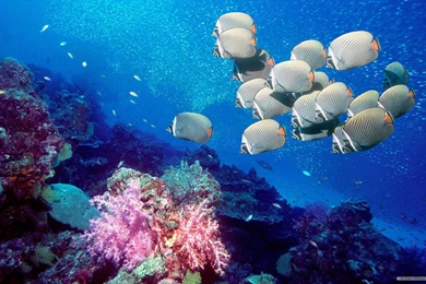 Free Wallpapers   Free Animal Wallpapers   Marine Life 1 Wallpapers ...