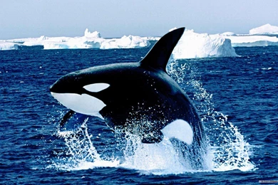 Jestingstock.com Marine Life Wallpapers