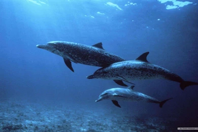Free Wallpapers   Free Animal Wallpapers   Marine Life 1 Wallpapers ...
