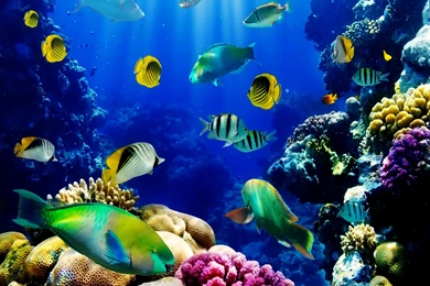 Life Aquarium Wallpapers : Aquarium Wall