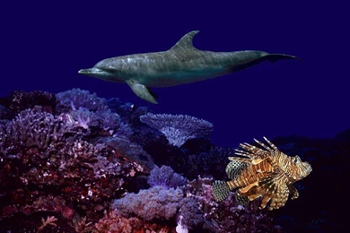Marine Life   Sea Life Wallpapers (7591173)   Fanpop