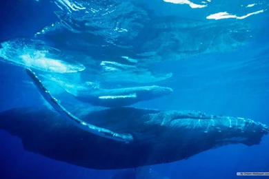 Free Wallpapers   Free Animal Wallpapers   Marine Life 1 Wallpapers ...