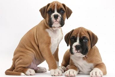 Related Images Of Cute Boxer Dog Cute Tumblr Wallpapers Cute   Resimkoy