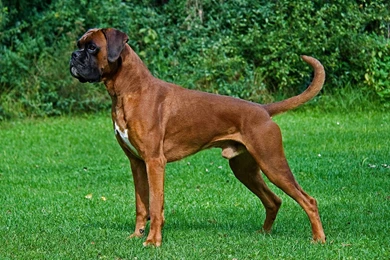 Boxer Dog Wallpapers HD