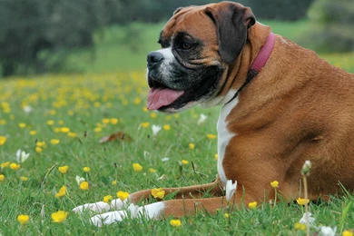 Boxer Dog Desktop Wallpapers