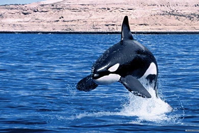 Free Wallpapers   Free Animal Wallpapers   Marine Life 1 Wallpapers ...