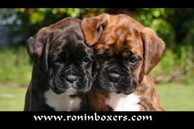 Ronin Boxers   Wallpapers