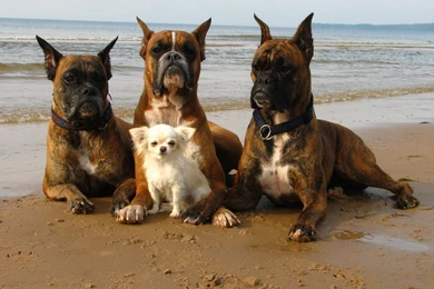 Desktop images boxer dogs dowload.jpg