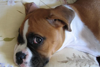 Boxer Looking With One Eye On The Photographer Wallpapers And ...