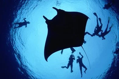 Marine Life Wallpapers Selection (2)