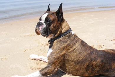 39 Beautiful Boxer Dog Pictures And Images