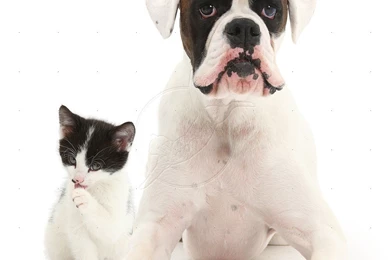 Pictures of a boxer dog 27 The Dog Wallpapers Best The Dog ...