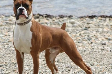 Boxer Dog On Pinterest