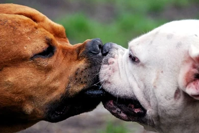 Animals Boxer Mwa Mwa – Animals Dogs HD Desktop Wallpapers