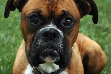 Boxer Dog Pictures Funny   The Dog Wallpapers   Best The Dog Wallpapers