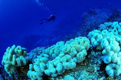 Blue Ocean Wallpapers & Ocean Animals Wallpaper7   Wallcoo.net